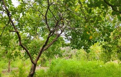 Bos Khnor, Chamkar Leu, Kampong Cham