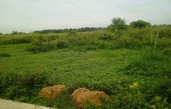 Setbou, S'ang, Kandal