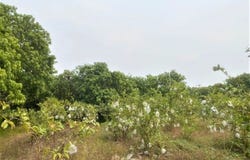 Khpob, S'ang, Kandal