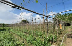 Setbou, S'ang, Kandal