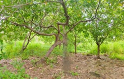 Bos Khnor, Chamkar Leu, Kampong Cham