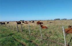 CAMPO EN CHASCOMUS, Chascomús, Buenos Aires