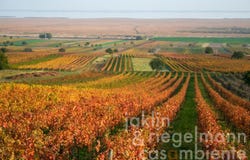 Gols, Burgenland 7122