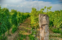 Gols, Burgenland 7122