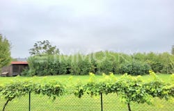 Marchtrenk, Upper Austria 4614