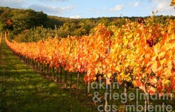 Gols, Burgenland 7122