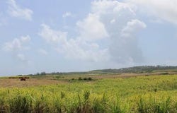 Lands of Mount Gay Plantation, Mount Gay, Saint Lucy