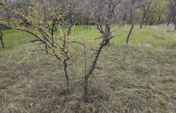 Прилепци/Prilepci, Кърджали, Kardzhali Province 6609