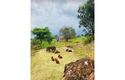 Indianópolis, Minas Gerais 38490000
