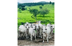 Jacinto, Minas Gerais