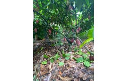 Bahia, State of Bahia 45680-000