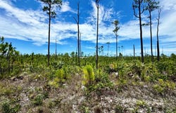 SHANNON LOT, Grand Bahama/Freeport, 