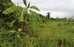 BLACKWOOD SETTLEMENT, Abaco, 