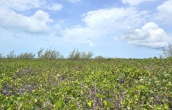 WHALE POINT ESTATES, Eleuthera, 