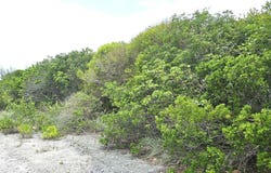 Unnamed Road, Whale Point Estates, North Eleuthera