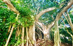 THATCH TREE HOUSE, Eleuthera, Eleuthera