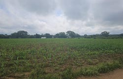 Cayo, Cayo, Cayo