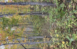 Belledune, Belledune, New Brunswick E8G