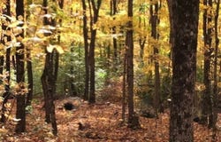 Rue Bigras, Brownsburg-Chatham, Quebec J8G1A2