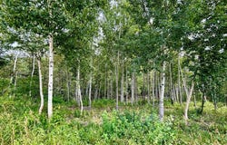 Route de la Rivière, Grande-Vallée, QC G0E1K0, CA, Grande-Vallée, Quebec G0E1K0