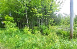 Rue du Faisan, Magog, QC J1X4T9, CA, Magog, Quebec J1X4T9