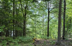 Ch. du Lac-à-la-Truite, La Minerve, QC J0T1S0, CA, La Minerve, Quebec J0T1S0