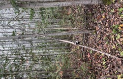 Belledune, Belledune, New Brunswick E8G