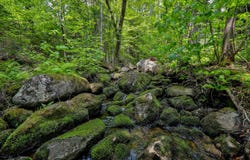 Rue des Gardénias, Sainte-Marguerite-du-Lac-Masson, QC J0T2N0, CA, Sainte-Marguerite-du-Lac-Masson, Quebec J0T2N0