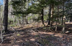 Conquerall Mills Road Lot, Hebbville, Nova Scotia B4V 6A3