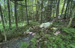 Rue Owl, Lac-Brome, QC J0E1V0, CA, Lac-Brome, Quebec J0E1V0