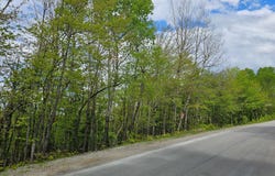 Rue du Mont-Rainer, Sainte-Agathe-des-Monts, QC J8C0V6, CA, Sainte-Agathe-des-Monts, Quebec J8C0V6