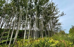 Route de la Rivière, Grande-Vallée, QC G0E1K0, CA, Grande-Vallée, Quebec G0E1K0