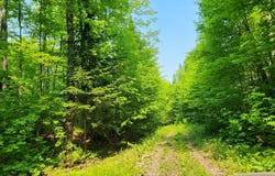 Mtée du Lac-Teabé, Saint-Narcisse-de-Rimouski, QC G0K1S0, CA, Saint-Narcisse-de-Rimouski, Quebec G0K1S0