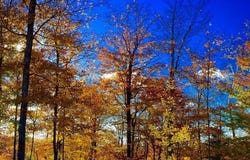 Ch. des Cumulus, Wentworth-Nord, QC J0T1Y0, CA, Wentworth-Nord, Quebec J0T1Y0