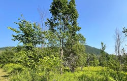 Ch. du Lac-Heney, Gracefield, QC J0X1W0, CA, Gracefield, Quebec J0X1W0