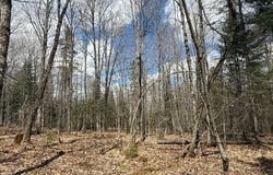 Rue du Lac-Marier, Sainte-Marguerite-du-Lac-Masson, Quebec J0T1L0