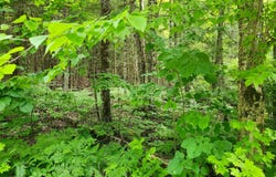 Route 307, Bowman, QC J0X3C0, CA, Bowman, Quebec J0X3C0