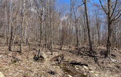 Ch. du Lac-Gustave, Wentworth-Nord, QC J0T1Y0, CA, Wentworth-Nord, Quebec J0T1Y0