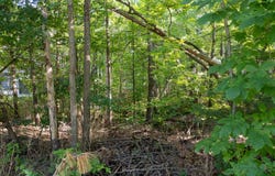 173 Wildwood Drive, Wasaga Beach, Ontario L9Z 1R3