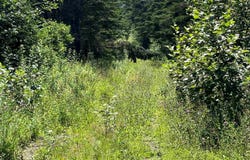 Old Post Road Lot 1, Lake Midway, Nova Scotia B0V 1A0