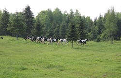 122 Route 204 E., Saint-Adalbert, Quebec G0R2M0