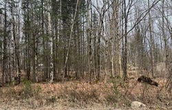 Ch. Maurice-Brunet, Mont-Laurier, QC J9L3G5, CA, Mont-Laurier, Quebec J9L3G5