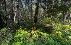 Ch. du Marécage, Alma, Quebec G8B5V3