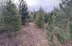 Ch. Brassard, Saint-Zénon, QC J0K3N0, CA, Saint-Zénon, Quebec J0K3N0