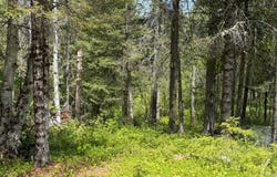 Boul. Fernand-Lafontaine, Rivière-Rouge, Quebec J0T2X0