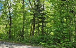 Route La Fontaine, Entrelacs, Quebec J0T2E0