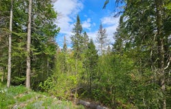 Mtée Rosa, Sainte-Agathe-des-Monts, QC J8C0T7, CA, Sainte-Agathe-des-Monts, Quebec J8C0T7