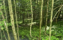 Rue Owl, Lac-Brome, QC J0E1V0, CA, Lac-Brome, Quebec J0E1V0