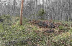 Highway 10 Lot 5, New Germany, Nova Scotia B0R 1E0