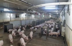 641 3e Rang, Saint-Nérée-de-Bellechasse, Quebec G0R3V0